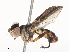  ( - CBG-A46880-E02)  @11 [ ] CreativeCommons - Attribution Share - Alike (2024) CBG Photography Group Centre for Biodiversity Genomics