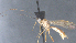  ( - CCDB-28455-A03)  @11 [ ] CreativeCommons - Attribution (2023) Michael Sharkey Centre for Biodiversity Genomics