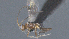  ( - CCDB-28455-A10)  @11 [ ] CreativeCommons - Attribution (2023) Michael Sharkey Centre for Biodiversity Genomics