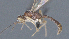  ( - CCDB-28455-A12)  @11 [ ] CreativeCommons - Attribution (2023) Michael Sharkey Centre for Biodiversity Genomics