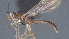  ( - CCDB-28455-B02)  @11 [ ] CreativeCommons - Attribution (2023) Michael Sharkey Centre for Biodiversity Genomics