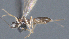  ( - CCDB-28455-B03)  @11 [ ] CreativeCommons - Attribution (2023) Michael Sharkey Centre for Biodiversity Genomics