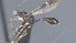  ( - CCDB-28455-B04)  @11 [ ] CreativeCommons - Attribution (2023) Michael Sharkey Centre for Biodiversity Genomics