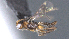  ( - CCDB-28455-B06)  @11 [ ] CreativeCommons - Attribution (2023) Michael Sharkey Centre for Biodiversity Genomics