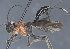  ( - CCDB-28455-C03)  @11 [ ] CreativeCommons - Attribution (2023) Michael Sharkey Centre for Biodiversity Genomics