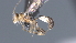  ( - CCDB-28455-C11)  @11 [ ] CreativeCommons - Attribution (2023) Michael Sharkey Centre for Biodiversity Genomics