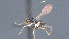  ( - CCDB-28455-D06)  @11 [ ] CreativeCommons - Attribution (2023) Michael Sharkey Centre for Biodiversity Genomics