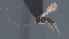  ( - CCDB-28455-E01)  @11 [ ] CreativeCommons - Attribution (2023) Michael Sharkey Centre for Biodiversity Genomics