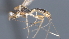  ( - CCDB-28455-F05)  @11 [ ] CreativeCommons - Attribution (2023) Michael Sharkey Centre for Biodiversity Genomics