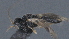 ( - CCDB-28455-G01)  @11 [ ] CreativeCommons - Attribution (2023) Michael Sharkey Centre for Biodiversity Genomics