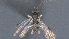  ( - CCDB-28455-G11)  @11 [ ] CreativeCommons - Attribution (2023) Michael Sharkey Centre for Biodiversity Genomics