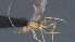  ( - CCDB-28456-A06)  @11 [ ] CreativeCommons - Attribution (2023) Michael Sharkey Centre for Biodiversity Genomics