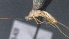  ( - CCDB-28456-A08)  @11 [ ] CreativeCommons - Attribution (2023) Michael Sharkey Centre for Biodiversity Genomics