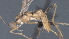  ( - CCDB-28456-A11)  @11 [ ] CreativeCommons - Attribution (2023) Michael Sharkey Centre for Biodiversity Genomics