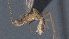  ( - CCDB-28456-A12)  @11 [ ] CreativeCommons - Attribution (2023) Michael Sharkey Centre for Biodiversity Genomics