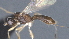  ( - CCDB-28456-B07)  @11 [ ] CreativeCommons - Attribution (2023) Michael Sharkey Centre for Biodiversity Genomics