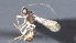  ( - CCDB-28456-B08)  @11 [ ] CreativeCommons - Attribution (2023) Michael Sharkey Centre for Biodiversity Genomics