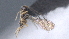  ( - CCDB-28456-C02)  @11 [ ] CreativeCommons - Attribution (2023) Michael Sharkey Centre for Biodiversity Genomics