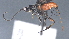  ( - CCDB-28456-C03)  @11 [ ] CreativeCommons - Attribution (2023) Michael Sharkey Centre for Biodiversity Genomics