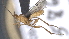  ( - CCDB-28456-C07)  @11 [ ] CreativeCommons - Attribution (2023) Michael Sharkey Centre for Biodiversity Genomics
