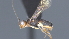  ( - CCDB-28456-C09)  @11 [ ] CreativeCommons - Attribution (2023) Michael Sharkey Centre for Biodiversity Genomics