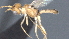 ( - CCDB-28456-C10)  @11 [ ] CreativeCommons - Attribution (2023) Michael Sharkey Centre for Biodiversity Genomics