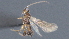  ( - CCDB-28456-D07)  @11 [ ] CreativeCommons - Attribution (2023) Michael Sharkey Centre for Biodiversity Genomics