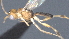  ( - CCDB-28456-D10)  @11 [ ] CreativeCommons - Attribution (2023) Michael Sharkey Centre for Biodiversity Genomics