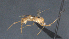  ( - CCDB-28456-E06)  @11 [ ] CreativeCommons - Attribution (2023) Michael Sharkey Centre for Biodiversity Genomics
