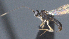  ( - CCDB-28456-F05)  @11 [ ] CreativeCommons - Attribution (2023) Michael Sharkey Centre for Biodiversity Genomics