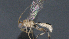  ( - CCDB-28456-F10)  @11 [ ] CreativeCommons - Attribution (2023) Michael Sharkey Centre for Biodiversity Genomics