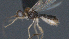  (Stiropius Malaise9017 - CCDB-28456-H01)  @11 [ ] CreativeCommons - Attribution (2023) Michael Sharkey Centre for Biodiversity Genomics