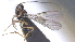  ( - CCDB-28456-H04)  @11 [ ] CreativeCommons - Attribution (2023) Michael Sharkey Centre for Biodiversity Genomics