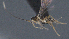  ( - CCDB-28456-H06)  @11 [ ] CreativeCommons - Attribution (2023) Michael Sharkey Centre for Biodiversity Genomics