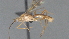  ( - CCDB-28457-D09)  @11 [ ] CreativeCommons - Attribution (2023) Michael Sharkey Centre for Biodiversity Genomics