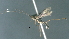  ( - CCDB-28457-D11)  @11 [ ] CreativeCommons - Attribution (2023) Michael Sharkey Centre for Biodiversity Genomics