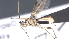  ( - CCDB-28464-C02)  @11 [ ] CreativeCommons - Attribution (2023) Michael Sharkey Centre for Biodiversity Genomics