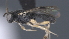  ( - CCDB-28464-C10)  @11 [ ] CreativeCommons - Attribution (2023) Michael Sharkey Centre for Biodiversity Genomics