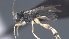  ( - CCDB-28464-D06)  @11 [ ] CreativeCommons - Attribution (2023) Michael Sharkey Centre for Biodiversity Genomics