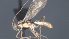  ( - CCDB-28464-D10)  @11 [ ] CreativeCommons - Attribution (2023) Michael Sharkey Centre for Biodiversity Genomics