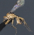  ( - CCDB-28464-D12)  @11 [ ] CreativeCommons - Attribution (2023) Michael Sharkey Centre for Biodiversity Genomics