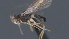  ( - CCDB-28464-E03)  @11 [ ] CreativeCommons - Attribution (2023) Michael Sharkey Centre for Biodiversity Genomics