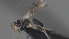  ( - CCDB-28464-H01)  @11 [ ] CreativeCommons - Attribution (2023) Michael Sharkey Centre for Biodiversity Genomics