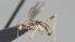  ( - CCDB-28464-H06)  @11 [ ] CreativeCommons - Attribution (2023) Michael Sharkey Centre for Biodiversity Genomics