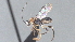  ( - CCDB-28469-A06)  @11 [ ] CreativeCommons - Attribution (2023) Michael Sharkey Centre for Biodiversity Genomics