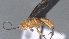  (Cremnops ferrugineus - CCDB-28469-B07)  @11 [ ] CreativeCommons - Attribution (2023) Michael Sharkey Centre for Biodiversity Genomics