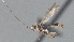  ( - CCDB-28469-D04)  @11 [ ] CreativeCommons - Attribution (2023) Michael Sharkey Centre for Biodiversity Genomics