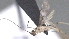  ( - CCDB-28469-D06)  @11 [ ] CreativeCommons - Attribution (2023) Michael Sharkey Centre for Biodiversity Genomics