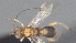  (Choreborogas Malaise3686 - CCDB-28469-E08)  @11 [ ] CreativeCommons - Attribution (2023) Michael Sharkey Centre for Biodiversity Genomics