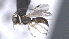  ( - CCDB-28469-F09)  @11 [ ] CreativeCommons - Attribution (2023) Michael Sharkey Centre for Biodiversity Genomics